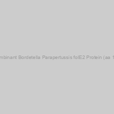 Image of Recombinant Bordetella Parapertussis folE2 Protein (aa 1-265)